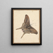 A butterfly - Nicolaas Struyk — framed artwork on a wall