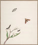 a caterpillar and two butterflies on a branch and two butterflies - Nicolaas Struyk — artwork view