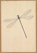 A dragonfly - Nicolaas Struyk — artwork view