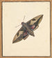 A moth - Nicolaas Struyk — artwork view