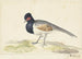 Grey-tailed bird with black head and red patch to the left - Nicolaas Struyk — artwork view