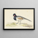 Grey-tailed bird with black head and red patch to the left - Nicolaas Struyk — framed artwork on a wall
