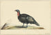 Bird with black feathers and red throat facing left - Nicolaas Struyk — artwork view