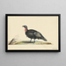 Bird with black feathers and red throat facing left - Nicolaas Struyk — framed artwork on a wall