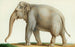An Indian elephant - Nicolas Huet the Younger — artwork view