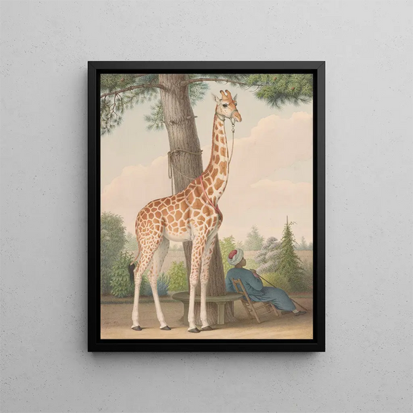 Study of the giraffe offered to Charles X by the viceroy of Egypt - Nicolas Huet the Younger — framed artwork on a wall