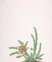 Un Stapelia variegata - Nicolas Robert — artwork view