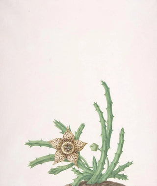 Nicolas Robert - A Stapelia Variegata.webp