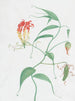 Lys grimpant Gloriosa superba - Nicolas Robert — artwork view