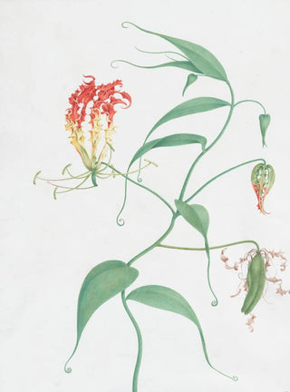 Nicolas Robert - Gloriosa Superba Climbing Lily.webp