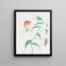 Lys grimpant Gloriosa superba - Nicolas Robert — framed artwork on a wall