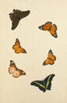 Études de six papillons - Nicolaas Struyk — artwork view