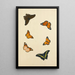 Études de six papillons - Nicolaas Struyk — framed artwork on a wall