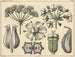 Ombelles - Niels Skovgaard — artwork view