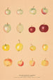 Les Pommes sauvages du Caucase - Nikolai Ivanovich Vavilov — artwork view