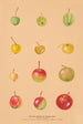 Les Pommes sauvages d'Asie centrale - Nikolai Ivanovich Vavilov — artwork view