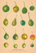 the Wild Pears of Central Asia - Nikolai Ivanovich Vavilov — artwork view