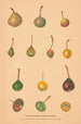 the Wild Pears of Northern Caucasus - Nikolai Ivanovich Vavilov — artwork view
