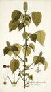 Acalypha alopecuroidea - Nikolaus Joseph Freiherr von Jacquin — artwork view