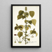Acalypha alopecuroidea - Nikolaus Joseph Freiherr von Jacquin — framed artwork on a wall
