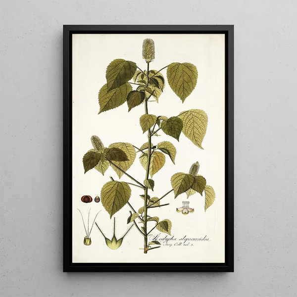 Acalypha alopecuroidea - Nikolaus Joseph Freiherr von Jacquin — framed artwork on a wall