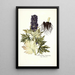 Aconitum tauricum - Nikolaus Joseph Freiherr von Jacquin — framed artwork on a wall