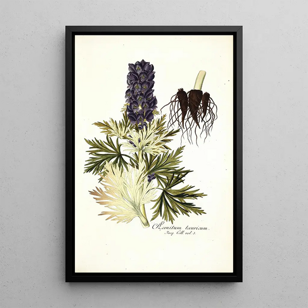 Aconitum tauricum - Nikolaus Joseph Freiherr von Jacquin — framed artwork on a wall