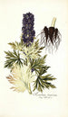 Aconitum tauricum - Nikolaus Joseph Freiherr von Jacquin — artwork view