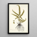 Adiantum striatum - Nikolaus Joseph Freiherr von Jacquin — framed artwork on a wall