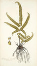 Adiantum striatum - Nikolaus Joseph Freiherr von Jacquin — artwork view