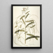 Aeschynomene bispinosa - Nikolaus Joseph Freiherr von Jacquin — framed artwork on a wall