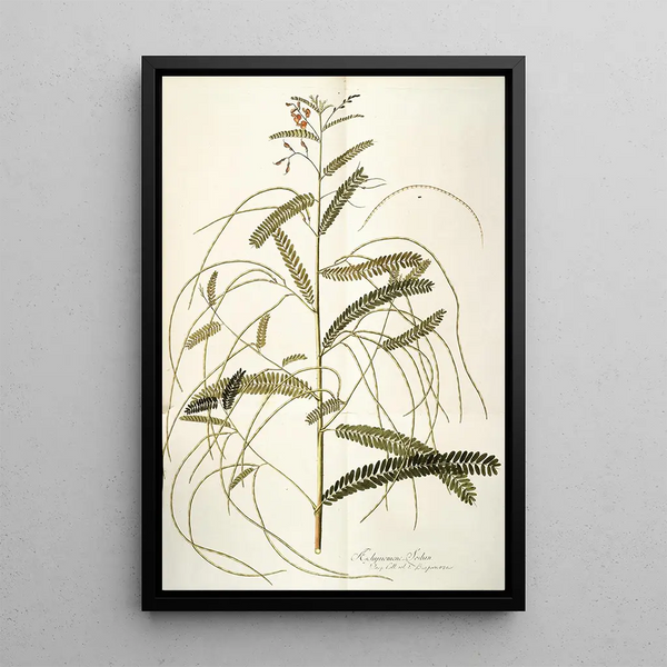 Aeschynomene bispinosa - Nikolaus Joseph Freiherr von Jacquin — framed artwork on a wall