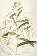 Aeschynomene bispinosa - Nikolaus Joseph Freiherr von Jacquin — artwork view