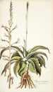 Agave virginica - Nikolaus Joseph Freiherr von Jacquin — artwork view