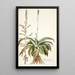 Agave virginica - Nikolaus Joseph Freiherr von Jacquin — framed artwork on a wall