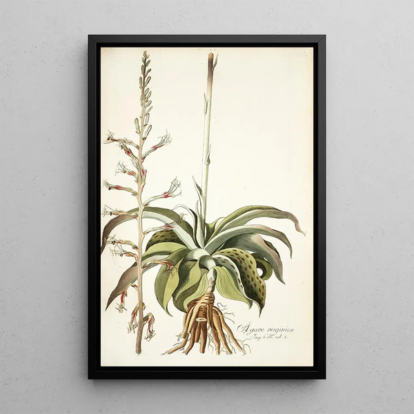 Agave virginica - Nikolaus Joseph Freiherr von Jacquin — framed artwork on a wall