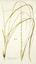 Agrostis tenacissima - Nikolaus Joseph Freiherr von Jacquin — artwork view