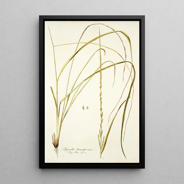 Agrostis tenacissima - Nikolaus Joseph Freiherr von Jacquin — framed artwork on a wall
