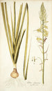 Albuca abyssinica - Nikolaus Joseph Freiherr von Jacquin — artwork view