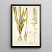 Albuca abyssinica - Nikolaus Joseph Freiherr von Jacquin — framed artwork on a wall