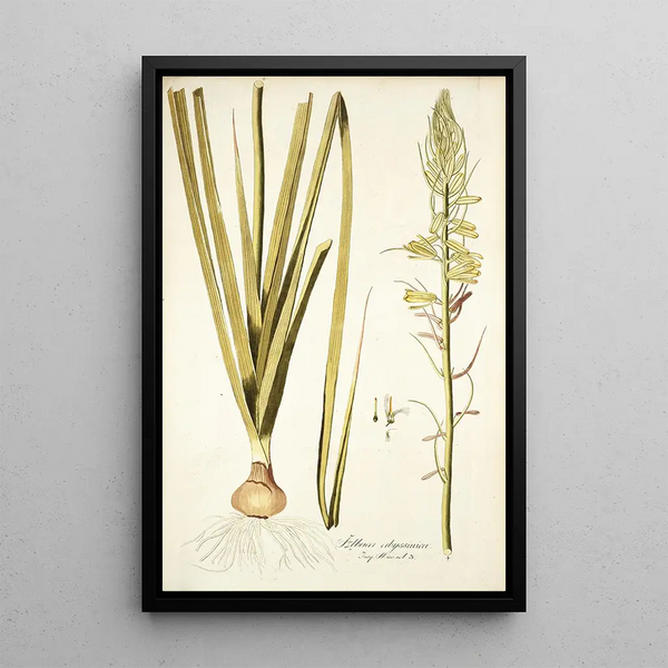 Albuca abyssinica - Nikolaus Joseph Freiherr von Jacquin — framed artwork on a wall