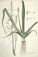 Albuca altissima - Nikolaus Joseph Freiherr von Jacquin — artwork view