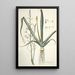 Albuca altissima - Nikolaus Joseph Freiherr von Jacquin — framed artwork on a wall