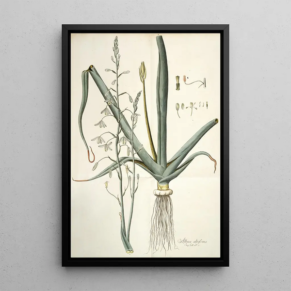 Albuca altissima - Nikolaus Joseph Freiherr von Jacquin — framed artwork on a wall