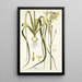 Albuca aurea - Nikolaus Joseph Freiherr von Jacquin — framed artwork on a wall
