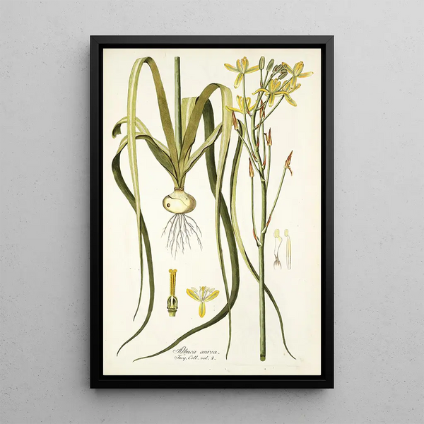 Albuca aurea - Nikolaus Joseph Freiherr von Jacquin — framed artwork on a wall