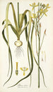 Albuca aurea - Nikolaus Joseph Freiherr von Jacquin — artwork view