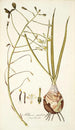 Albuca caudata - Nikolaus Joseph Freiherr von Jacquin — artwork view