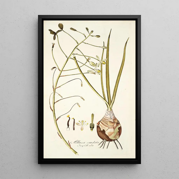 Albuca caudata - Nikolaus Joseph Freiherr von Jacquin — framed artwork on a wall
