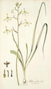 Albuca flaccida - Nikolaus Joseph Freiherr von Jacquin — artwork view